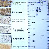 image of Figure 5